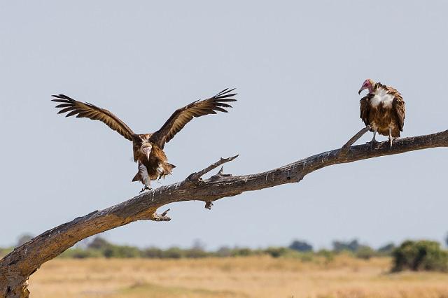 013 Botswana, Okavango Delta, kapgieren.jpg